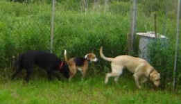 2 labs 008.JPG (11556 bytes)