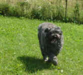 abby-bouvier-aug-09-2.jpg (31906 bytes)