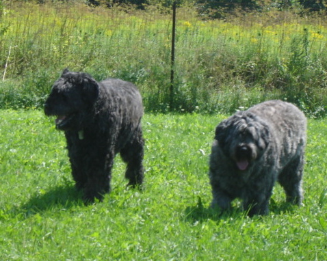 Molson (left) and Abbey (right)
