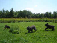 abby-molson-bouviers-aug-09-2.jpg (156842 bytes)