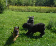 abby-molson-bouviers-aug-09-3.jpg (109878 bytes)