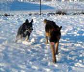 bella-tye-german-shepherd-dec-09-1.jpg (17346 bytes)