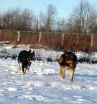 bella-tye-german-shepherd-dec-09-2.jpg (28876 bytes)