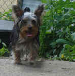 brandy-yorkie-july-09-1.jpg (20653 bytes)