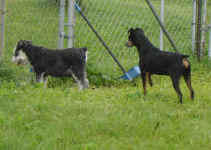 buddy-min-pin-and-zack-schnauzer-july-09-1.jpg (106231 bytes)