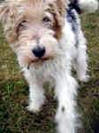 foxi-fox-terrier-dec-09-1.jpg (156474 bytes)