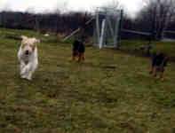 foxi-fox-terrier-titan-german-shepherd-and-rico-dec-09-2.jpg (16455 bytes)