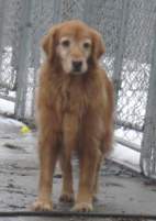 Hildy; Golden Retriever