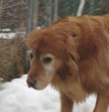 Hildy; Golden Retriever