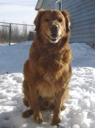 Simon; Golden Retriever