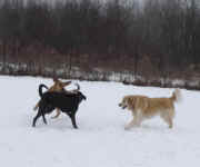 grace-golden-murphy-lab-and-missy-dec-09-1.jpg (80514 bytes)