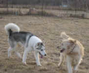 Gracie with friend, Suka