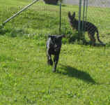 hoover-black-lab-aug-09-2.jpg (33450 bytes)