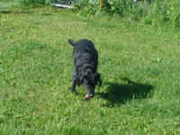 hoover-black-lab-aug-09-3.jpg (160568 bytes)