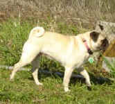 Pugs; Houston & Hannah