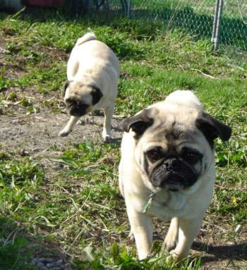 Pugs; Houston & Hannah