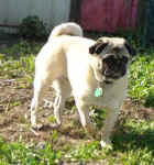 Pugs; Houston & Hannah