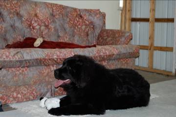 Sammy playing with a toy