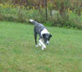 joey-aussie-lab-x-oct-09-1.jpg (18756 bytes)