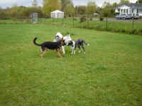 Suka, Joey and Ricco