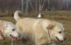 Murphy and Josie playing outside
