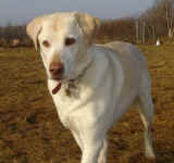 Yellow lab, Josie 