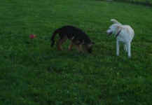 Josie playing with Ricco