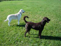 josie-yellow-lab-marlee-choc-lab-oct-09-2.jpg (166804 bytes)