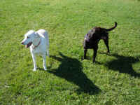 josie-yellow-lab-murphy-choc-lab-oct-09-3.jpg (166919 bytes)