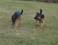 kahlua-and-king-shepherds-nov-09-1.jpg (75777 bytes)