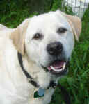 katie-lab-july-09-4.jpg (21021 bytes)