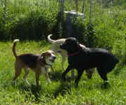 Toby playing with his new friends
