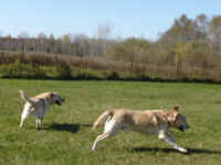 mac-and-norman-yellow-labradors-oct-09-1.jpg (167524 bytes)