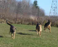 Missy, Molly and Tye