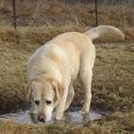 Murphy playing in the water!