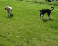 Cleo (Mix) & Nugget (Labrador Retriever)