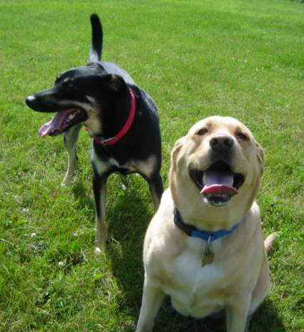 Cleo (Mix) & Nugget (Labrador Retriever)