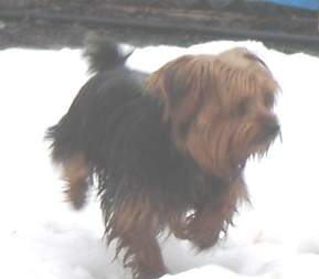 Charlie; Yorkshire Terrier