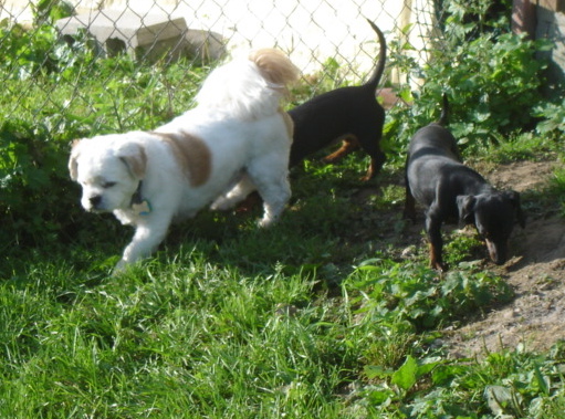 Oscar with new friends Teenie and Tiny