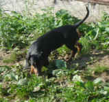 oscar-lhasa-and-dachshunds-sept-09-4.jpg (113253 bytes)