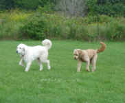 rex-golden-doodle-maggie-great-pyrenees-aug-09-1.jpg (113992 bytes)