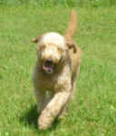 rex-goldendoodle-july-09-2.jpg (22859 bytes)