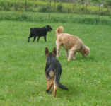 rex-sgolden-doodles-aug-09-2.jpg (87144 bytes)