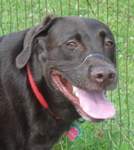 Labrador Retriever Scout