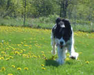 taylor-spaniel-may-09-2.jpg (32036 bytes)