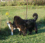 toby-beagle-and-ike-newfoundland-oct-09-1.jpg (20744 bytes)