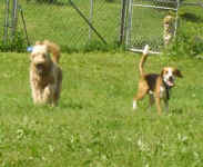 toby-beagle-and-rex-doodle-july-09-1.jpg (22154 bytes)