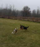 toby-beagle-king-shepherd-nov-09-1.jpg (47826 bytes)