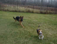 Toby with German Shepherd, King