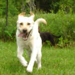 Toby